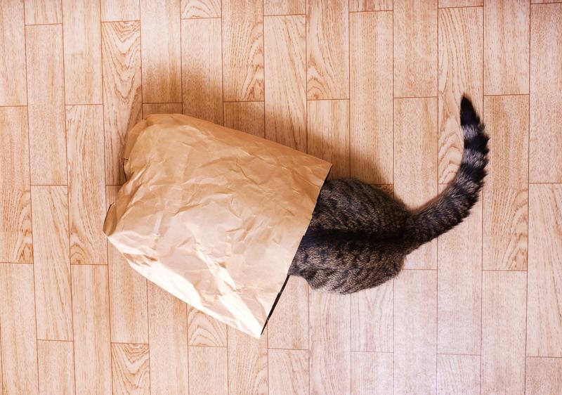 Cat Hiding in a Paper Bag