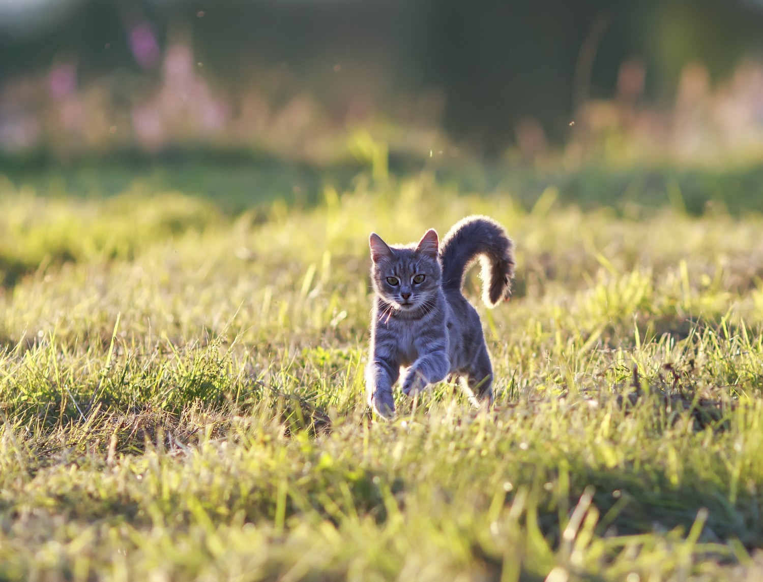 Cat in a Field