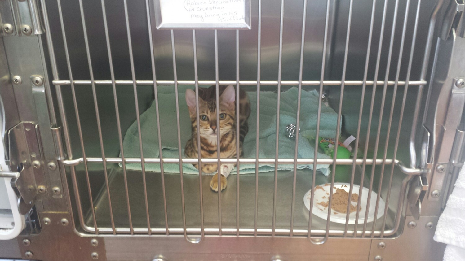 Bengal cat in recovery Brick City Cat Hospital Ocala FL Veterinarian