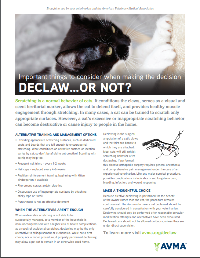 Declaw or not alternatives Brick City Cat Hospital Ocala FL Veterinarian