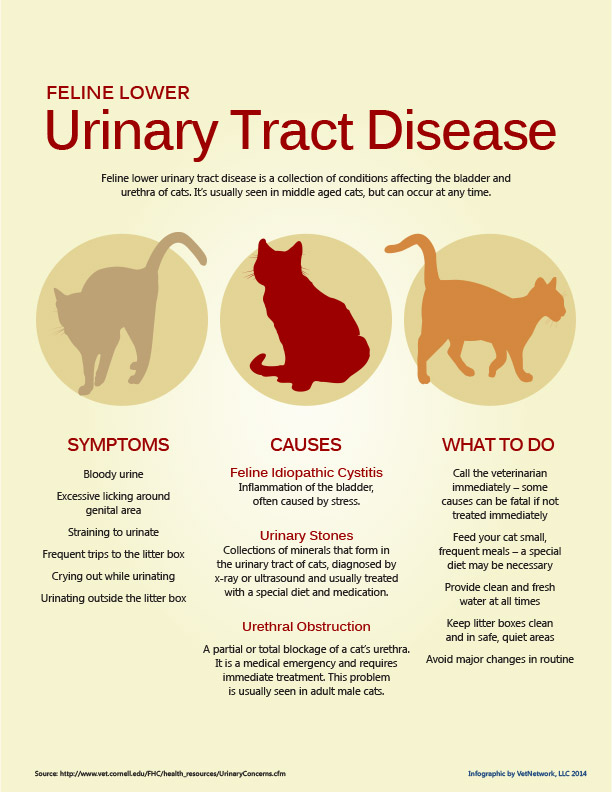 Feline Urinary Tract Disease