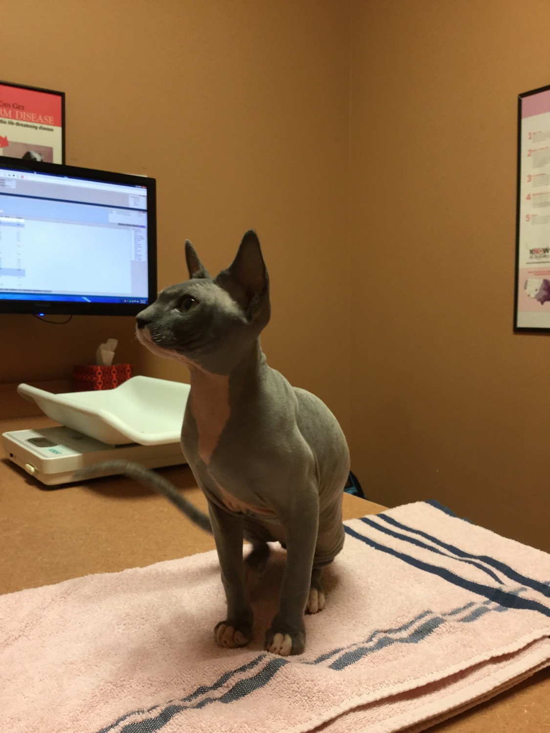 Sphynx cat annual exam Brick City Cat Hospital Ocala FL Veterinarian