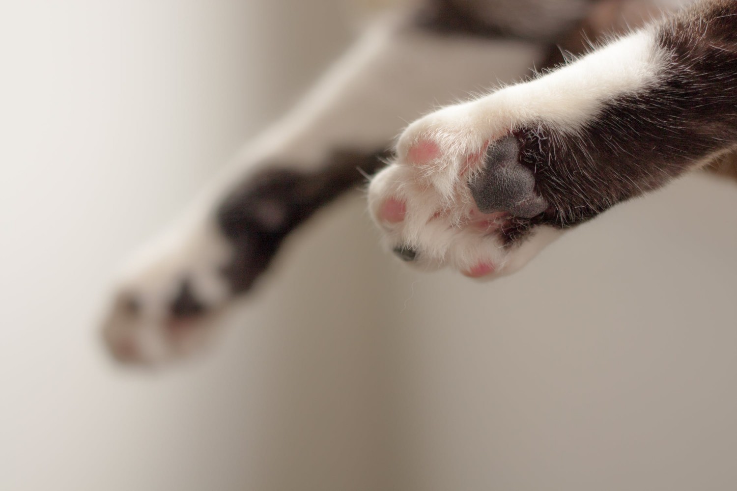 Cat paws underside toe beans Brick City Cat Hospital Ocala FL Veterinarian