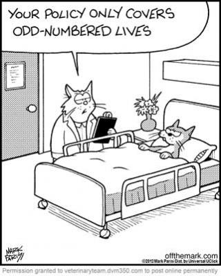 offthemark.com comic Brick City Cat Hospital Ocala FL Veterinarian offthemark.com comic Brick City Cat Hospital Ocala FL Veterinarian