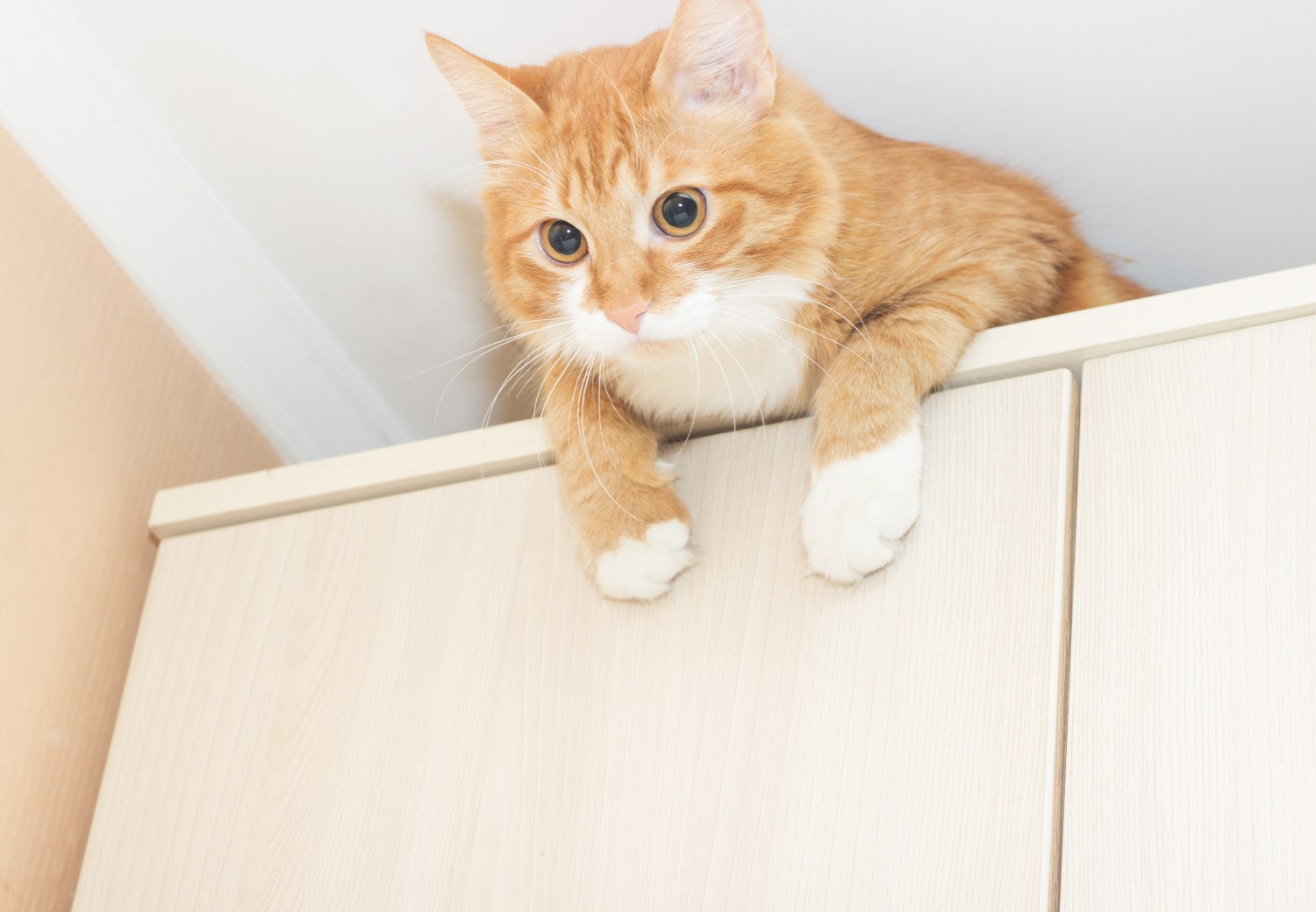 Cat Looking Down From Cabinets