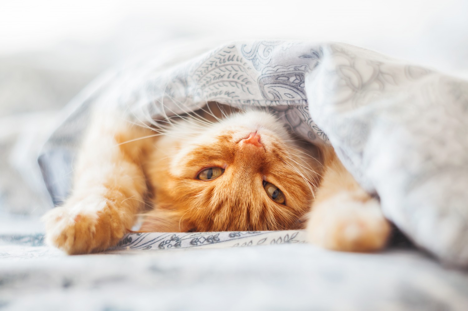 Cat Upside-Down Under a Blanket