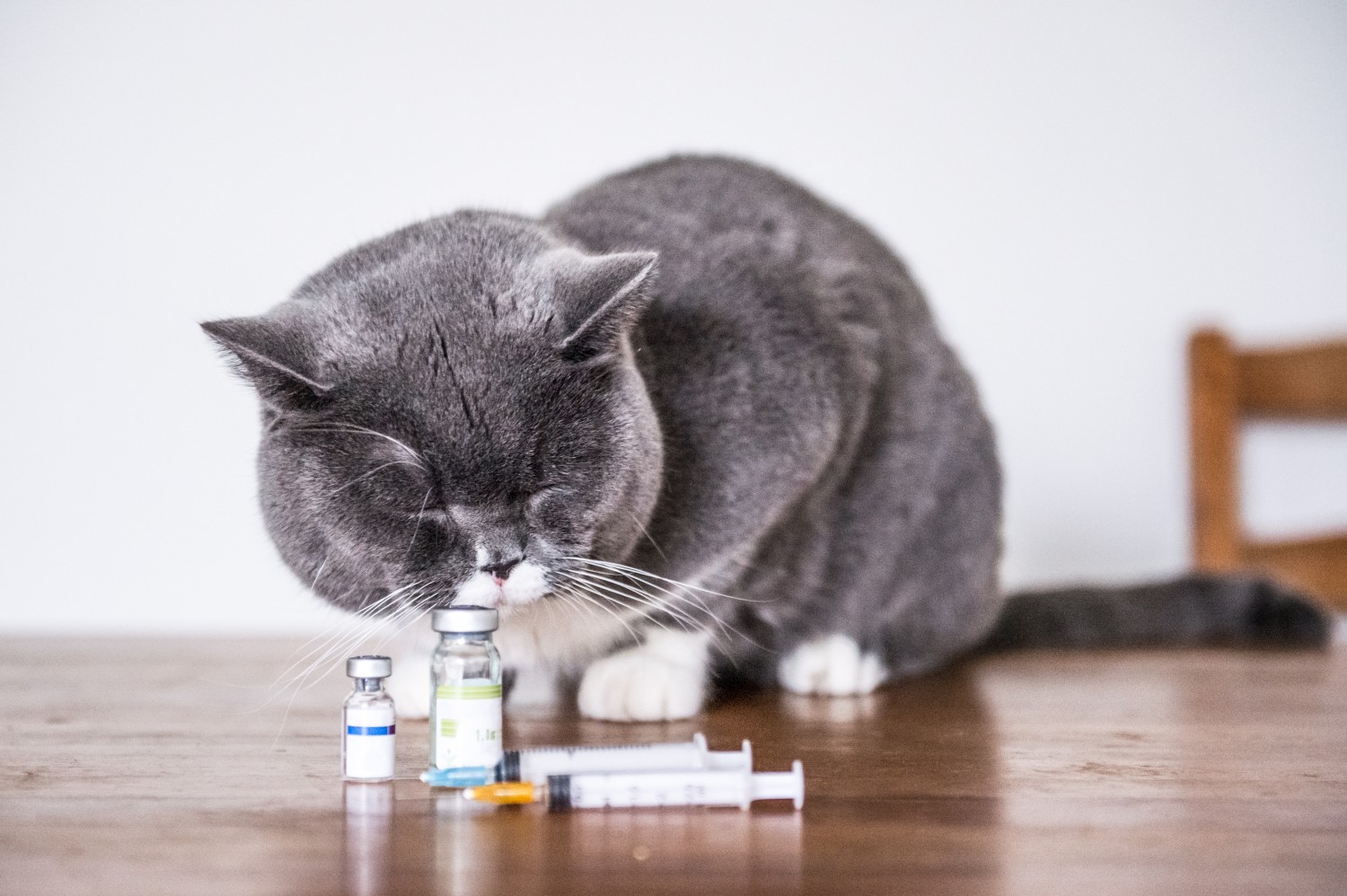 Cat With Medicine