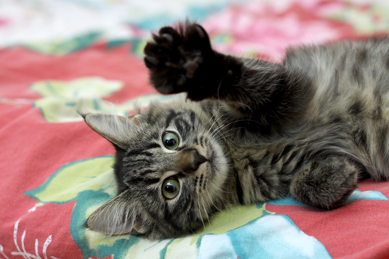 Kitten Extending Claw Towards Camera