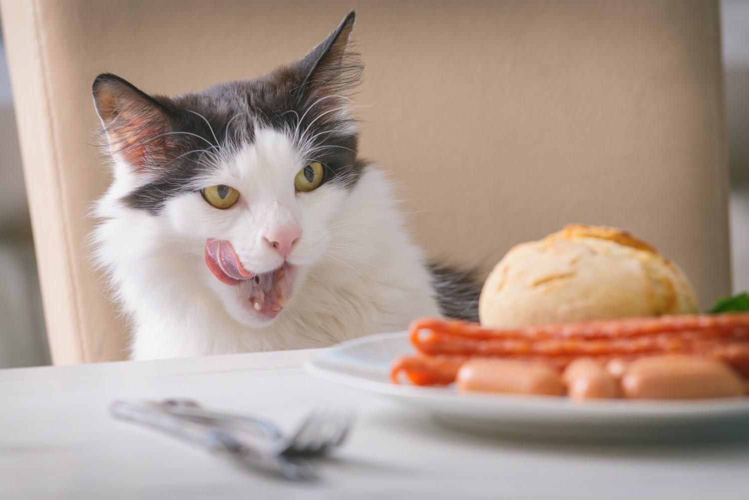 Cat Licking Its Lips at Food