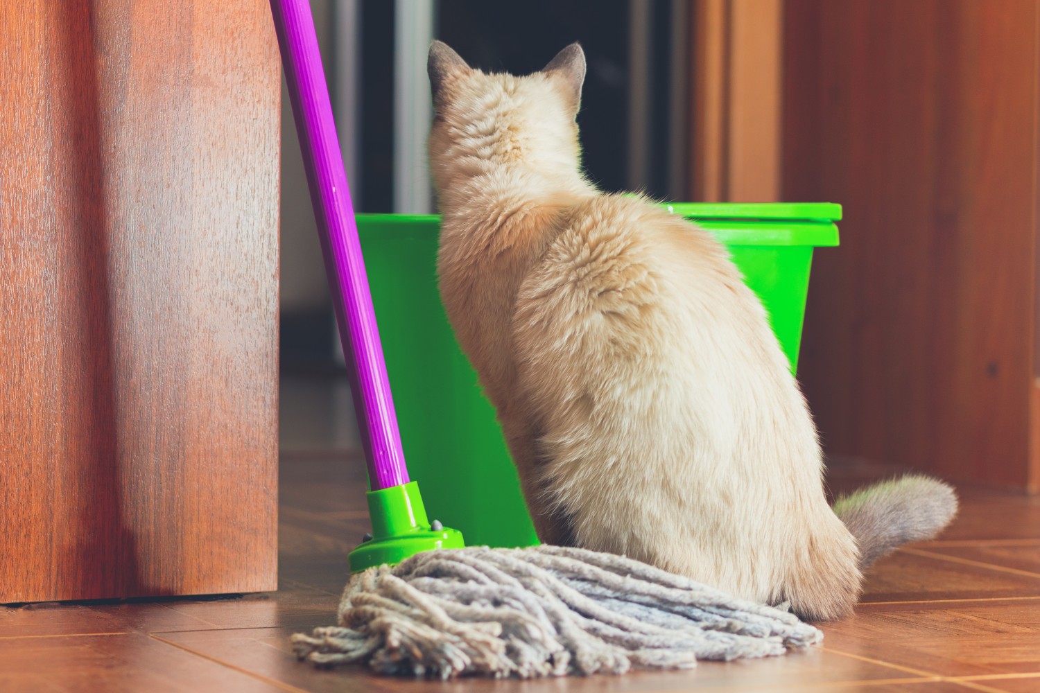 Cat Facing Away From Mop