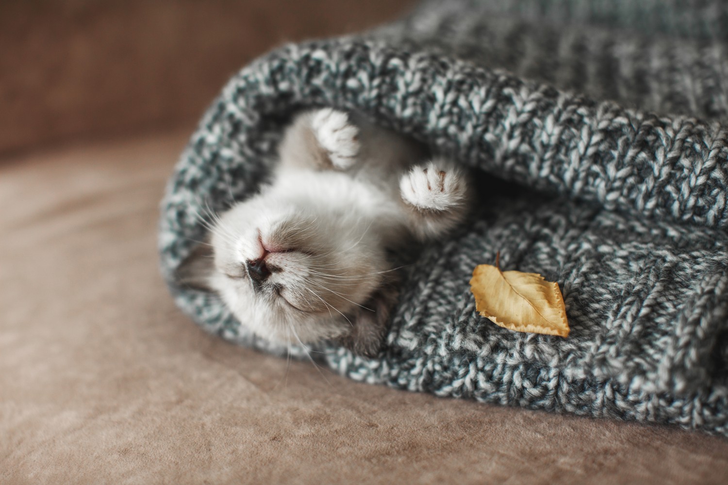 Kitten Sleeping