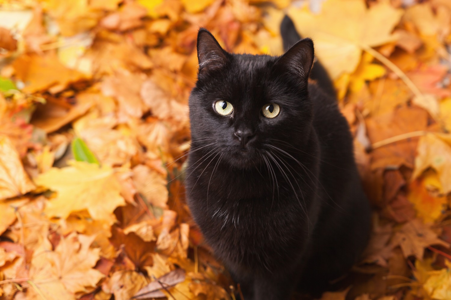 Black Cat Sitting on Leaves