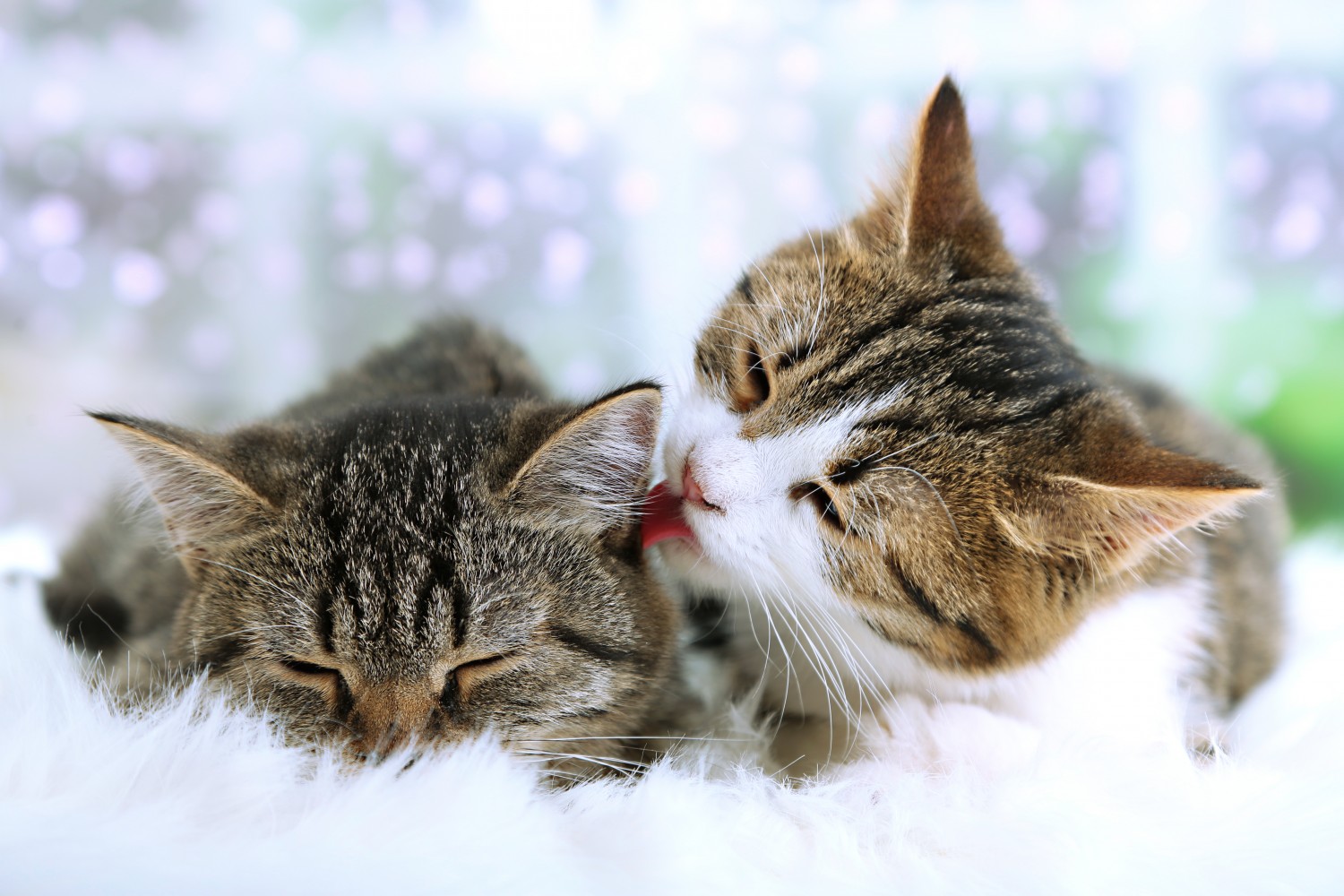 Cat Grooming Another Cat