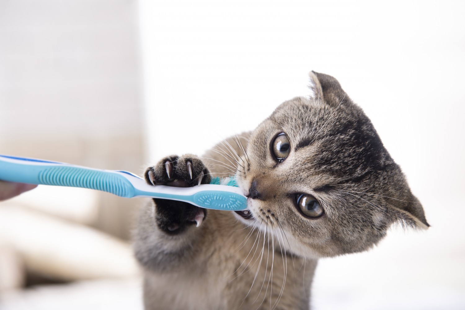 Cat Getting Its Teeth Brushed
