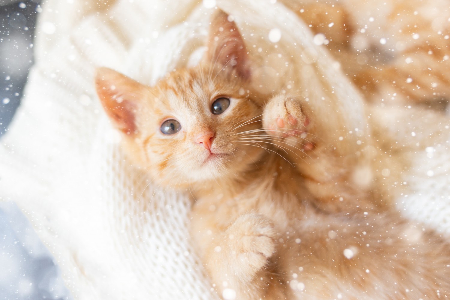 Small Kitten Looking Up