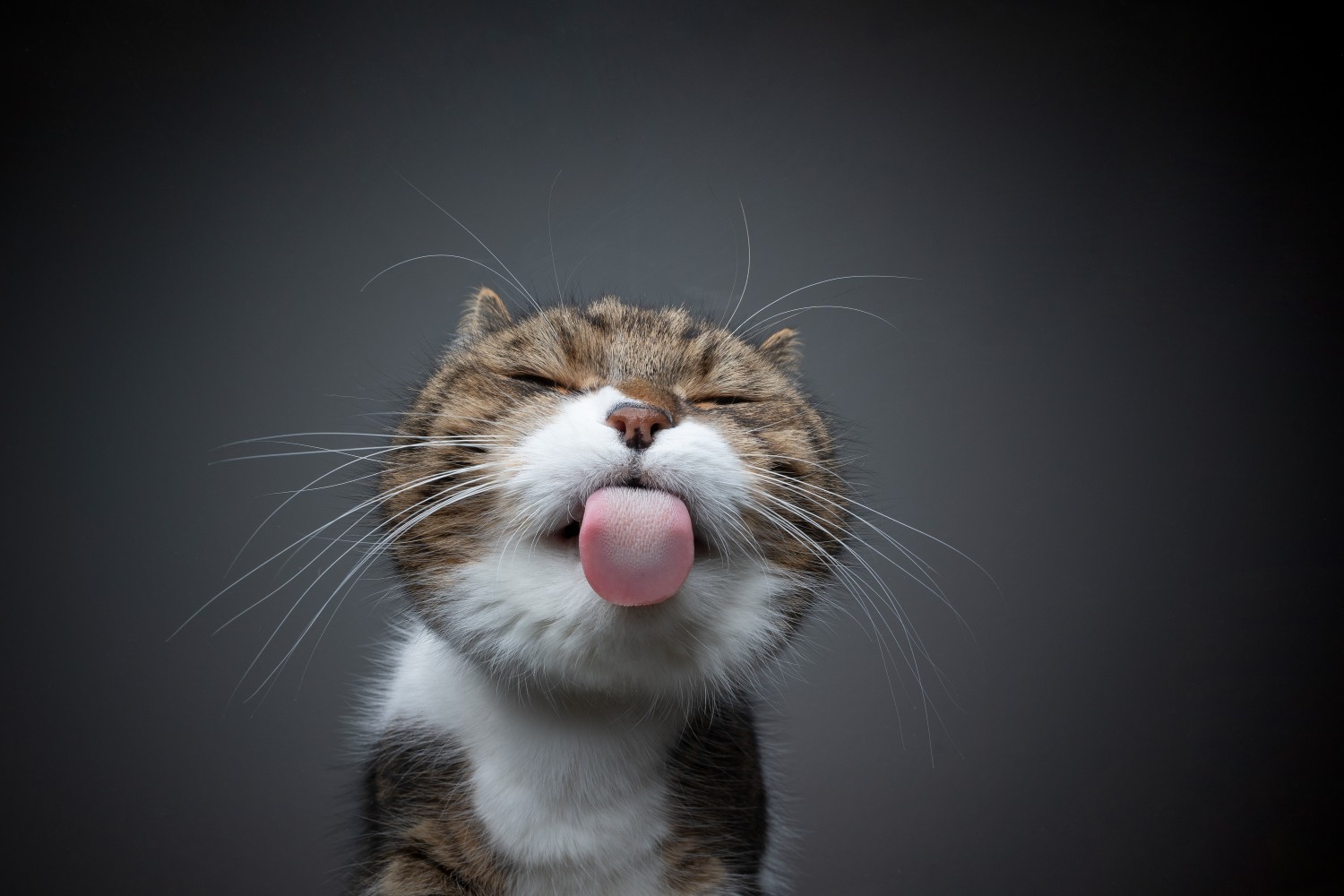 Cat Sticking Its Tongue Out