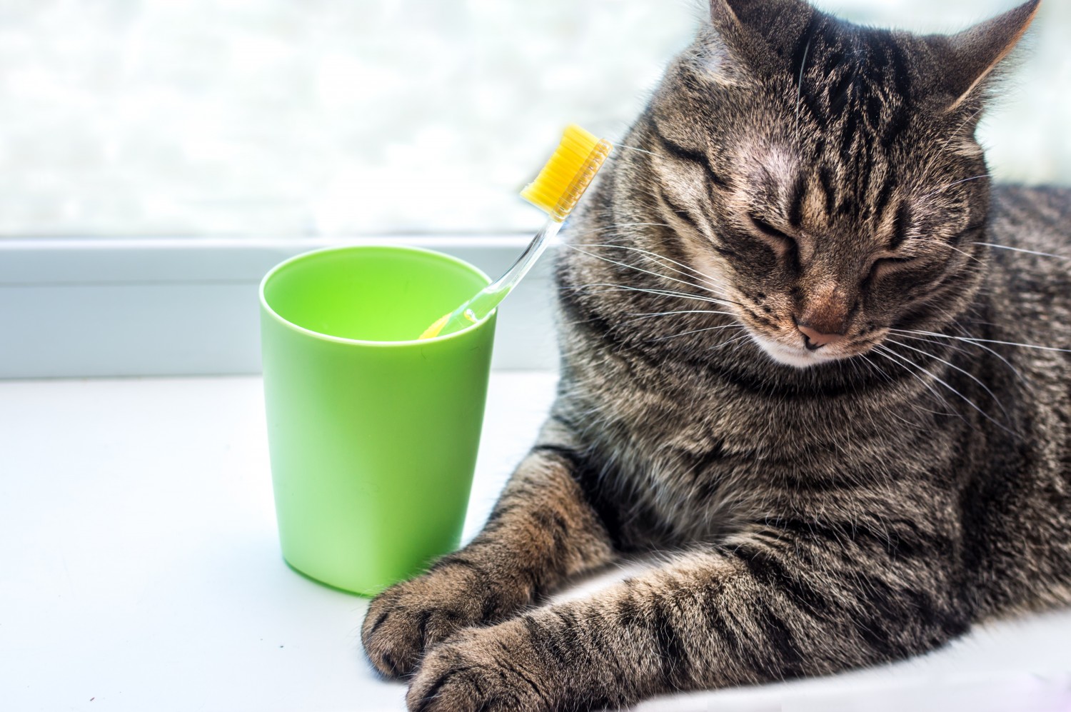 Cat Sitting Next to a Toothbrush