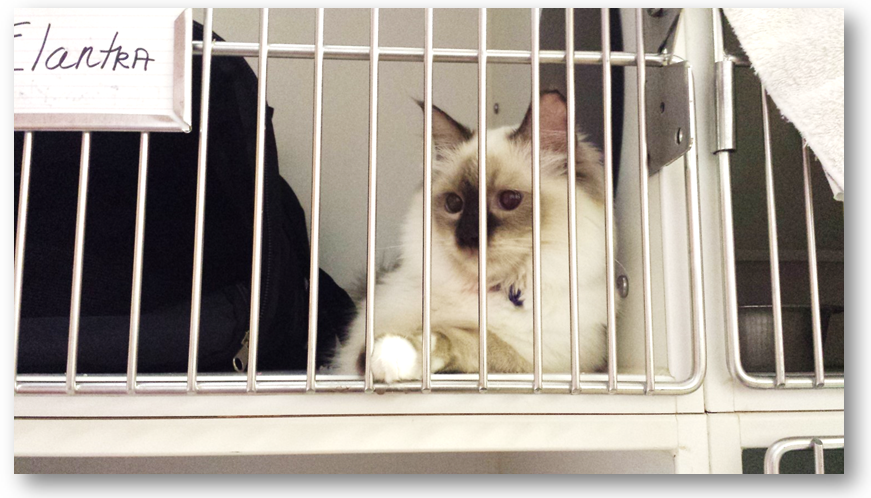 Feline Boarding - Brick City Cat Hospital - Ocala ,FL Feline Boarding - Brick City Cat Hospital - Ocala ,FL