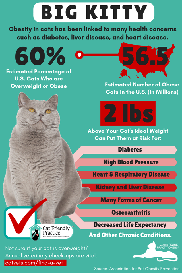 Fat cat infographic obesity in cats Brick City Cat Hospital Ocala FL Veterinarian