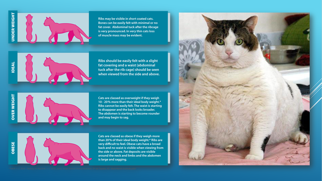 Annual exam body scale index fat cat thin cat Brick City Cat Hospital Ocala FL Veterinarian