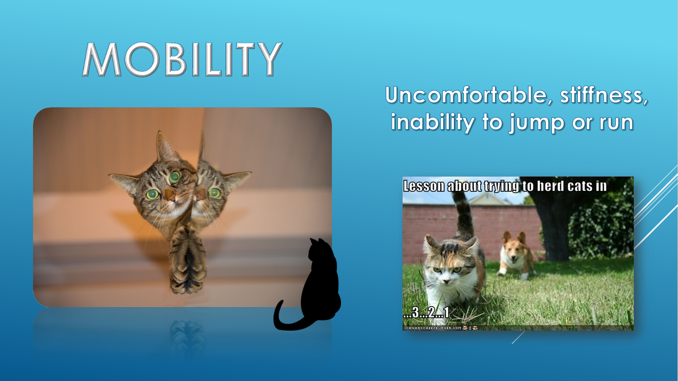 Annual exam mobility activity stiffness Brick City Cat Hospital Ocala FL Veterinarian