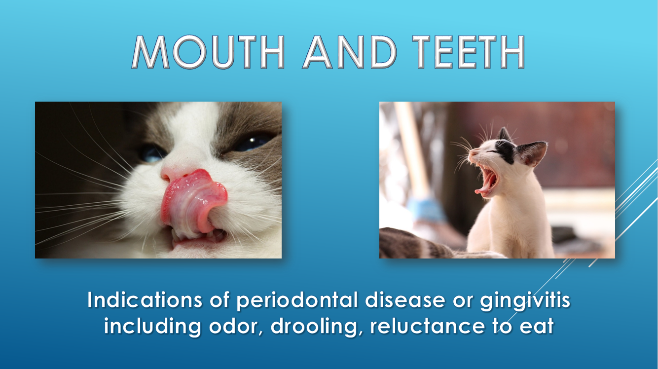 Annual exam Mouth pain Periodontal disease Brick City Cat Hospital Ocala FL Veterinarian