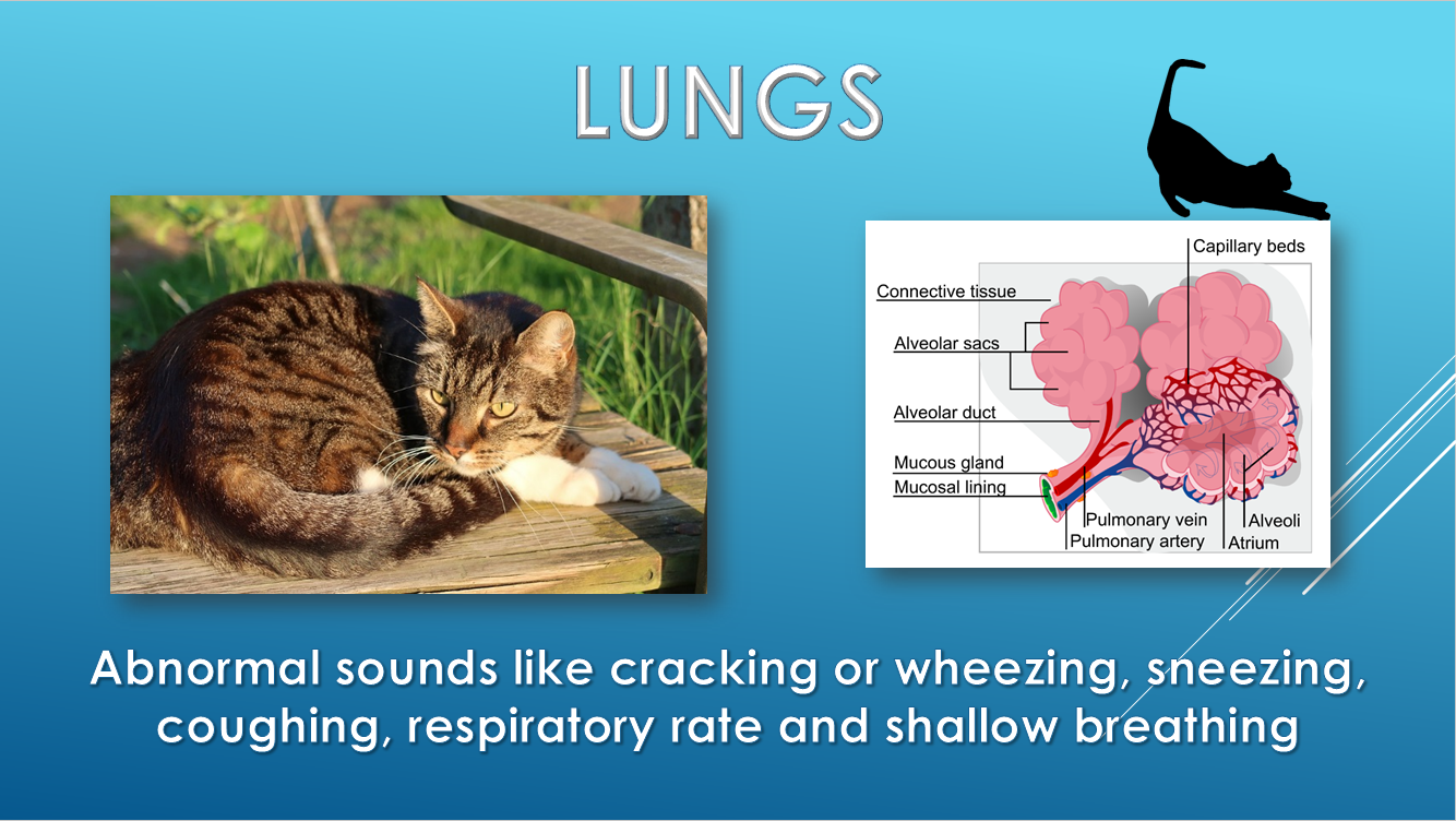 Annual exam lungs respiratory breathing Brick City Cat Hospital Ocala FL veterinarian