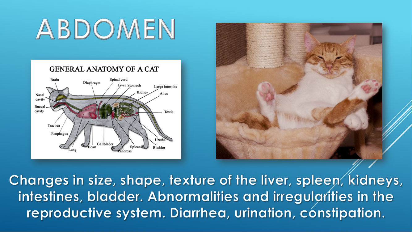 Annual exam abdomen diarrhea constipation urination Brick City Cat Hospital Ocala.Veterinarian