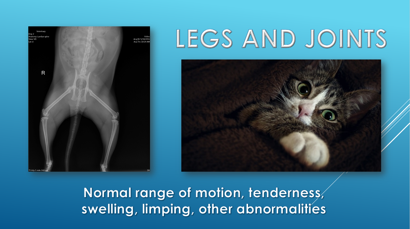 Annual exam legs motion swelling limping Brick City Cat Hospital Ocala FL veterinarian