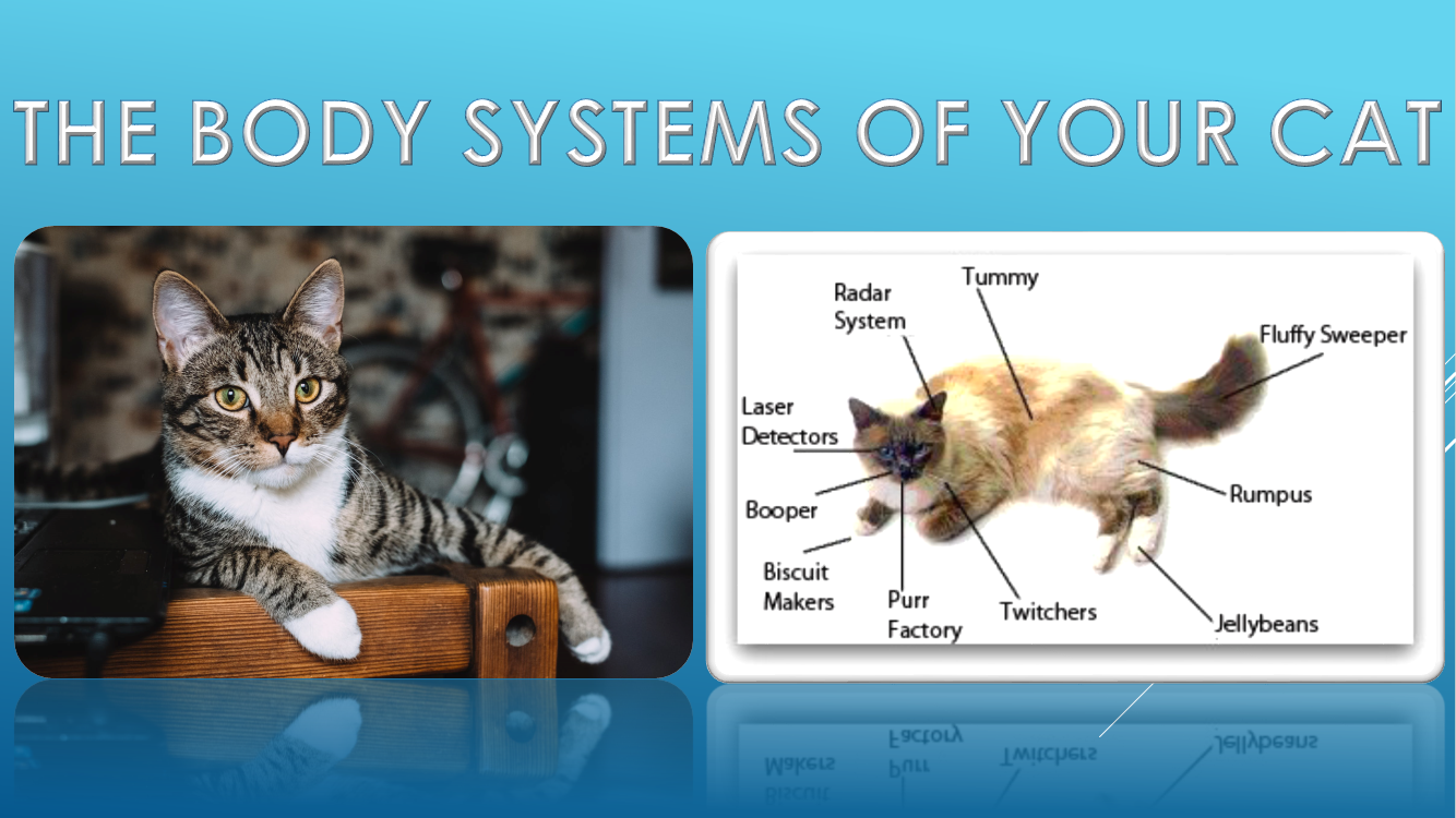 The body systems of your cat Annual Exam Brick City Cat Hospital Ocala Fl Veterinarian